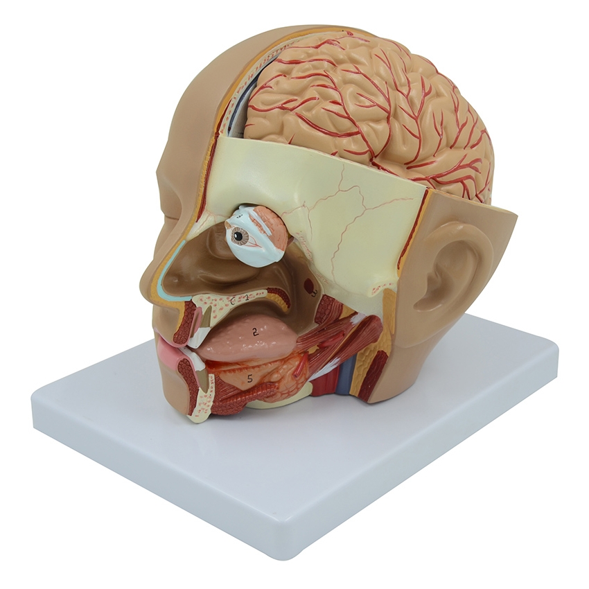 C632 Модель головы с мозгом, 4 части