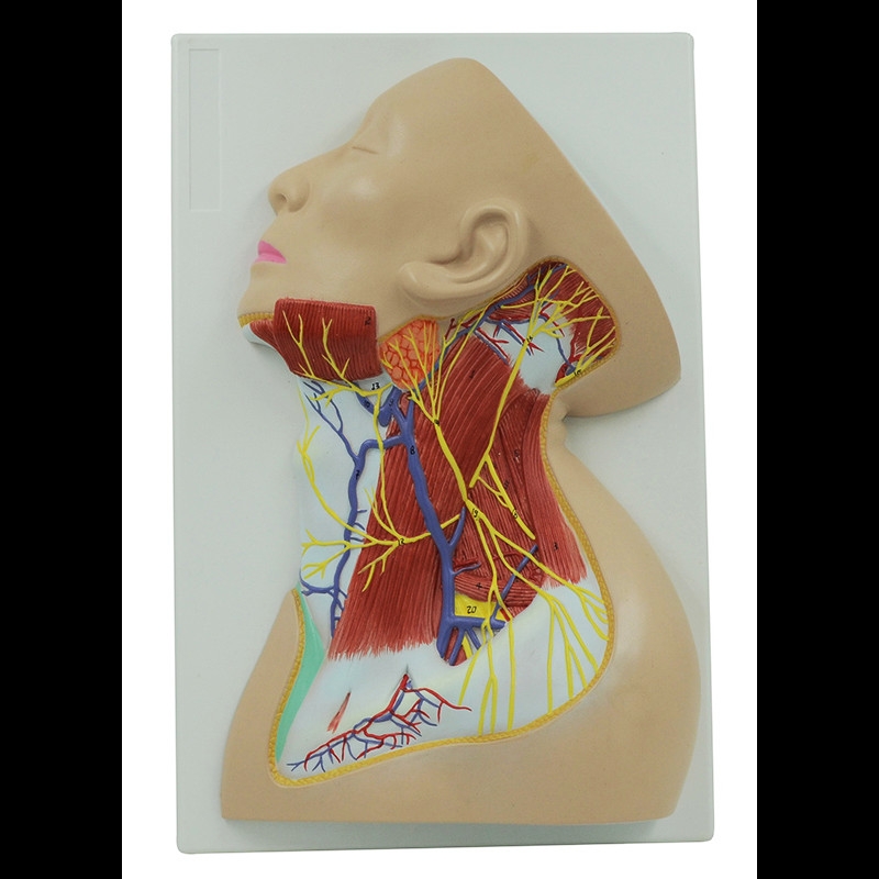 C633 Модель поверхностных ветвей шейного нервного сплетения