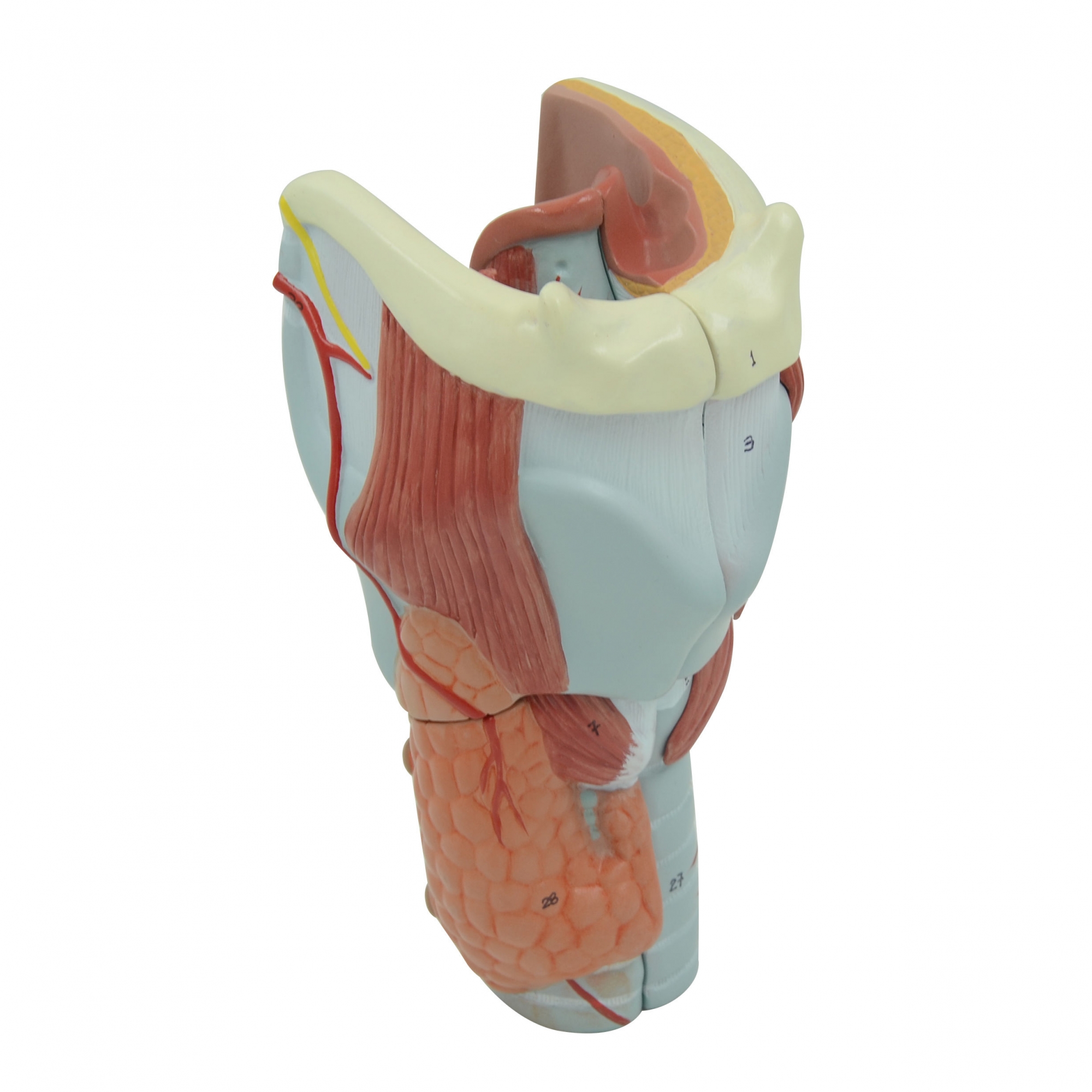 A440 Модель гортани разборная, двукратное увеличение
