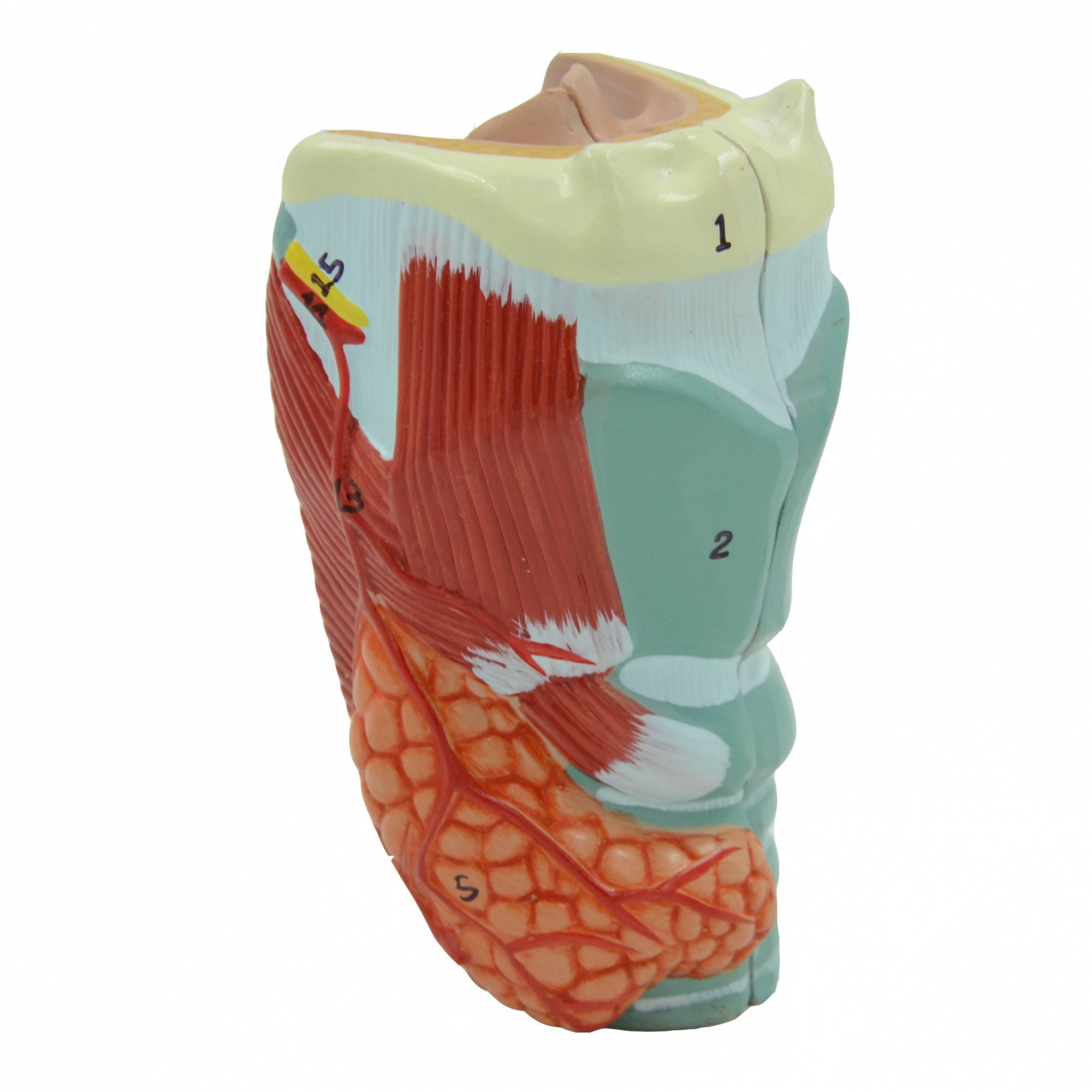 A441 Модель гортани в натуральную величину; 2 части