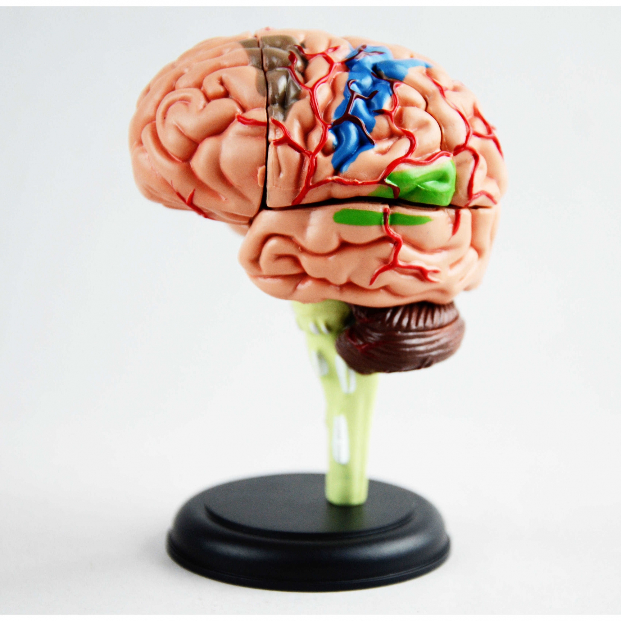 A613 4D мини-модель мозга, 32 части, 10 см