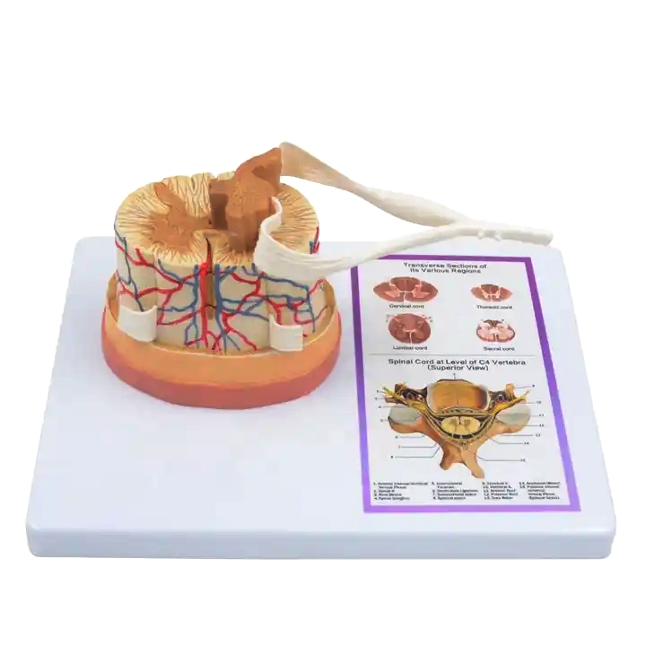 A620B Модель спинного мозга и нерва