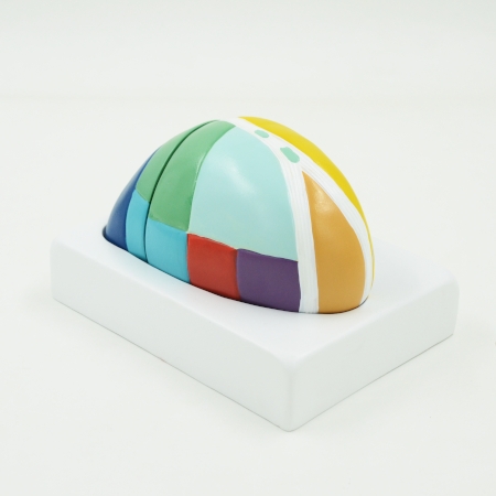 A625 Модель таламуса увеличенного размера, 2 части