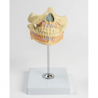 A530 Модель молочных зубов ребенка