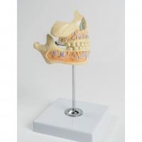 A530 Модель молочных зубов ребенка