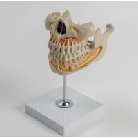 A531 Модель постоянных зубов