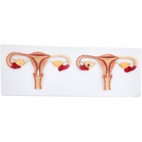 A589 Модель процесса оплодотворения