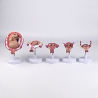 A600B-1 Набор моделей развития плода