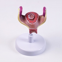 A600B-1 Набор моделей развития плода