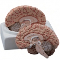 A610 Модель мозга с артериями