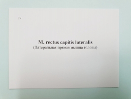 Анатомические карточки «Мышечная система человека»