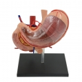A458 Модель желудка прозрачная, 12 частей