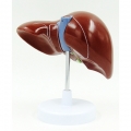 A469 Модель печени с желчным пузырем в натуральную величину