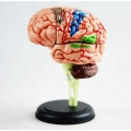 A613 4D мини-модель мозга, 32 части, 10 см