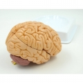 A617 Модель головного мозга в натуральную величину, 8 частей